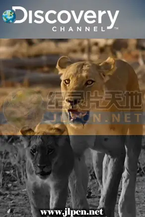 《狮群的日与夜》：残酷非洲大草原的生存史诗，母狮的坚韧与牺牲！